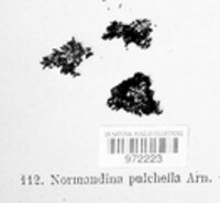 Normandina pulchella image